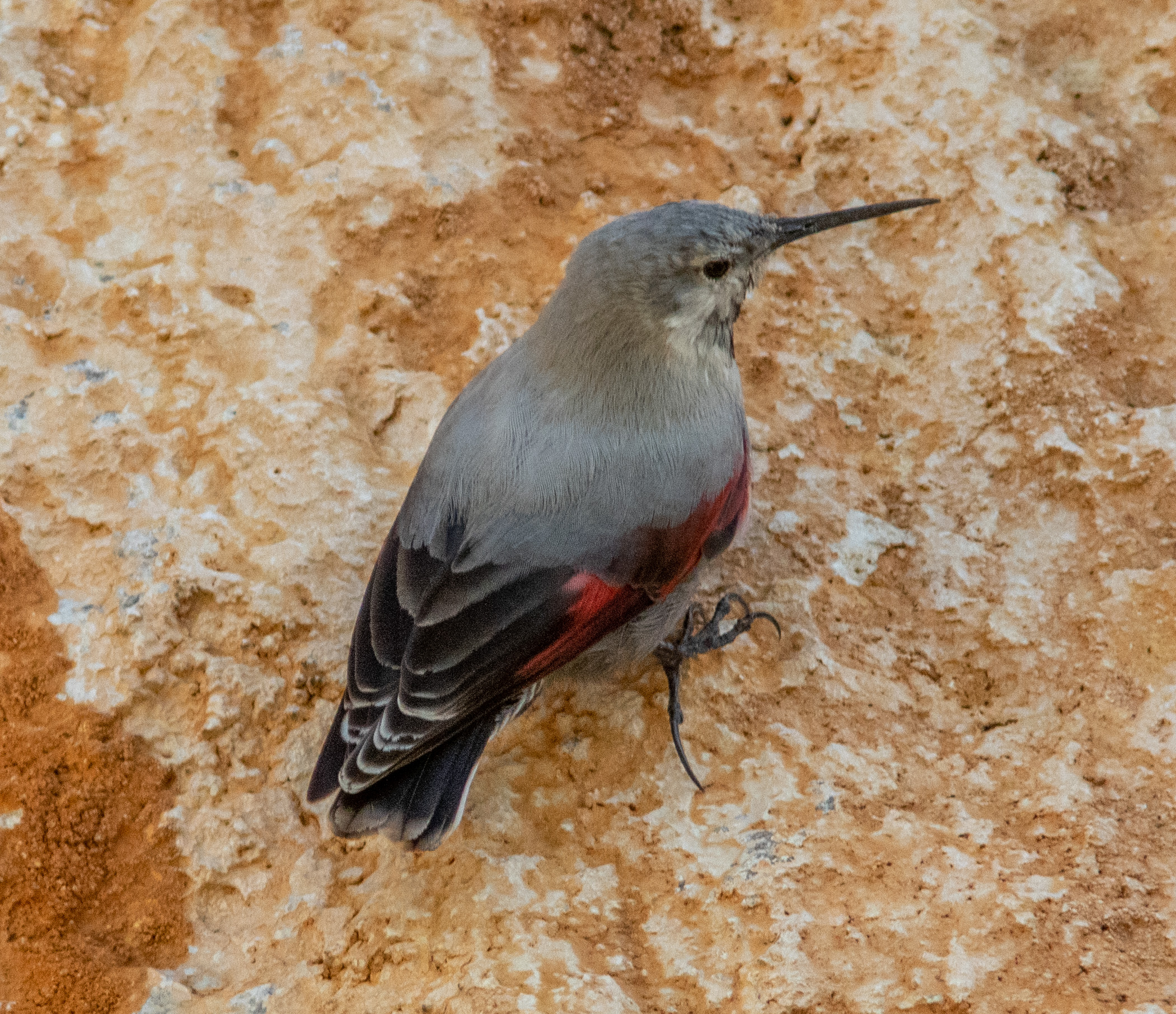 Miniature
